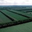 Лесополосы Ставрополья ставятся на кадастровый учет