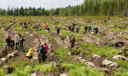Государственная Дума приняла закон об обязательном восстановлении вырубленных лесов
