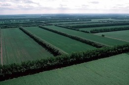 Лесополосы Ставрополья ставятся на кадастровый учет Лесополосы Ставрополья ставятся на кадастровый учет