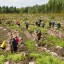 Государственная Дума приняла закон об обязательном восстановлении вырубленных лесов